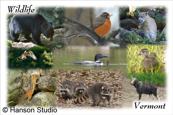 Vermont Wildlife Collage #3